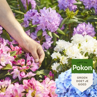 Pokon Rodo, Hortensia & Azalea Mest 1kg - afbeelding 4
