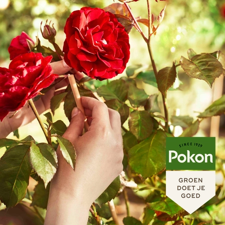 Pokon Rozen Mest 1kg