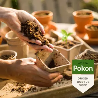 Pokon Stekpoeder 25gram - afbeelding 3