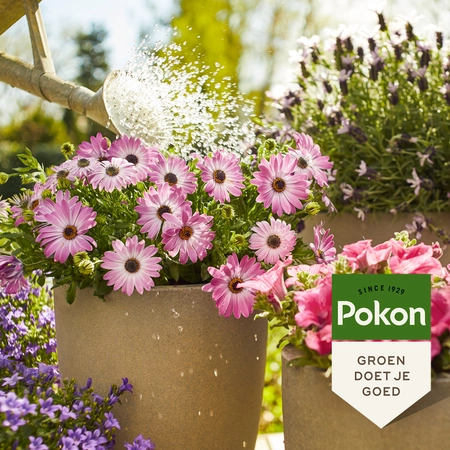 Pokon Terras & Balkon Planten Wateroplosbare Voeding 500gr - afbeelding 4