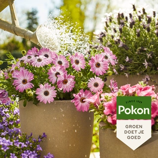 Pokon Terras & Balkon Planten Wateroplosbare Voeding 500gr - afbeelding 4