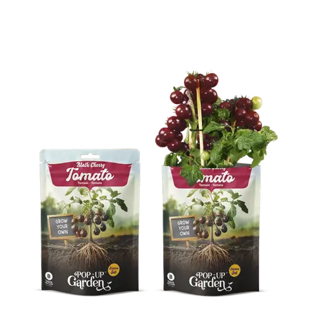 Pop-up Garden Donkere Cherrytomaat - afbeelding 1