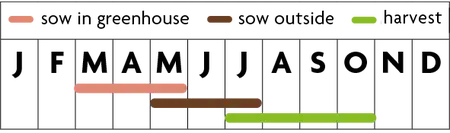 Pop-up Garden Donkere Cherrytomaat - afbeelding 2