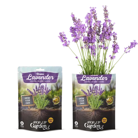 Pop-up Garden Lavendel - afbeelding 1
