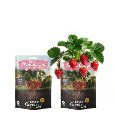 Pop-Up Garden Reuzenaardbei