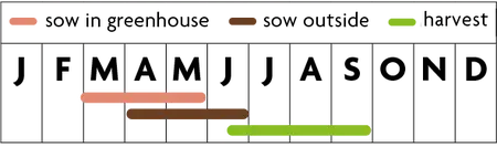Pop-up Garden Reuzenaardbei - afbeelding 2