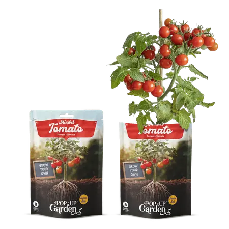 Pop-up Garden Tomaat Rood Sappig - afbeelding 1