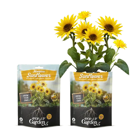 Pop-up Garden Zonnebloem - afbeelding 1