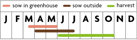 Pop-up Garden Zonnebloem - afbeelding 2