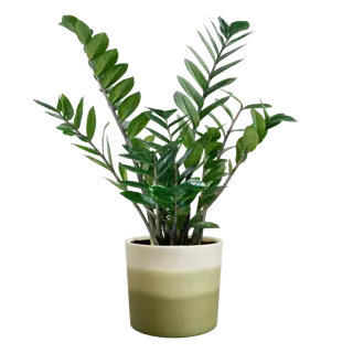 Pot Colour Gradient Rond - D14cm - Bamboegroen - afbeelding 4