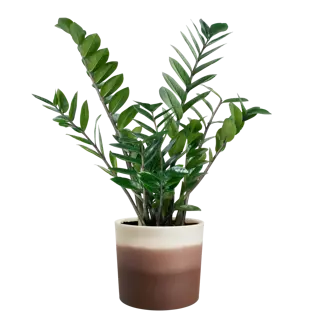 Pot Colour Gradient Rond - D14cm - Cederbruin - afbeelding 4