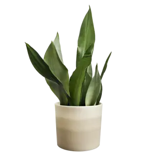 Pot Colour Gradient Rond - D14cm - Zandsteen Beige - afbeelding 4