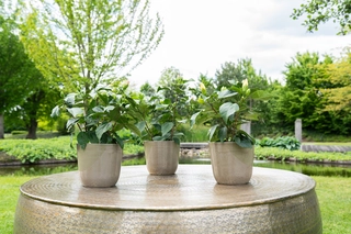 Pot Palermo D17h15cm Marble Clay - afbeelding 2