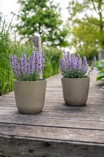 Pot Palermo D17h15cm Marble Clay - afbeelding 3