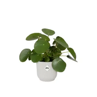 Elho - Pot Vibes Fold D11cm - Zijdewit - afbeelding 3