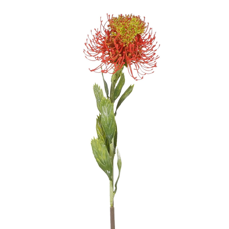 Proteasteel L60cm Oranje