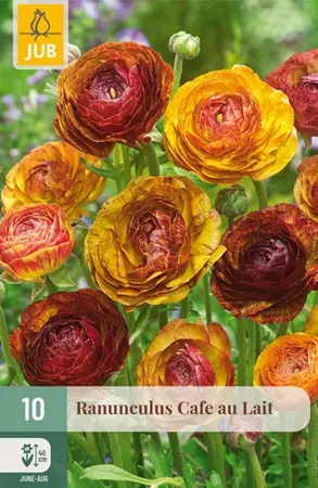 Ranunculus Cafe Au Lait - 10 bloembollen