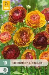 Ranunculus Cafe Au Lait - 10 bloembollen