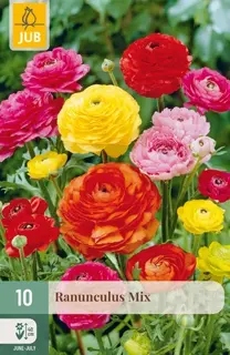 Ranunculus Mix - 10 bloembollen
