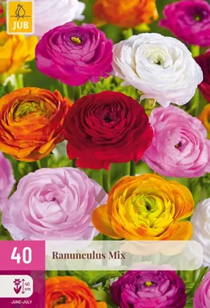 Ranunculus Mix - 40 bloembollen