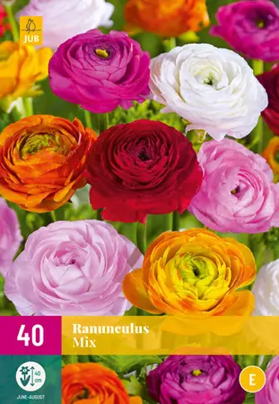 Ranunculus Mix 40st