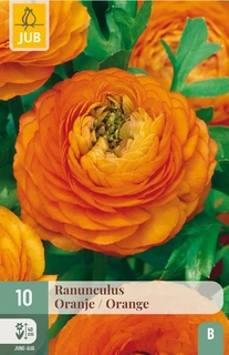 Ranunculus Oranje - 10 bloembollen