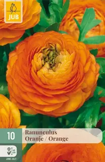 Ranunculus Oranje - 10 bloembollen
