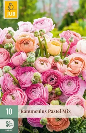 Ranunculus Pastel Mix - 10 bloembollen