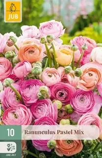 Ranunculus Pastel Mix - 10 bloembollen