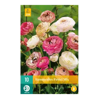 Ranunculus Pastel Mix 10st