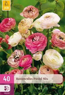 Ranunculus Pastel Mix - 40 bloembollen