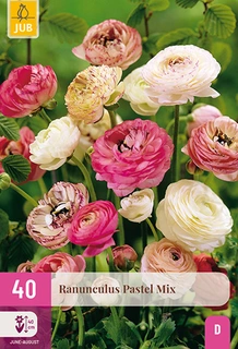 Ranunculus Pastel Mix 40st