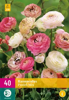 Ranunculus Pastel Mix 40st