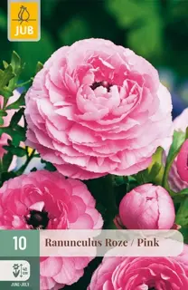 Ranunculus Roze - 10 bloembollen