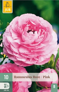 Ranunculus Roze - 10 stuks