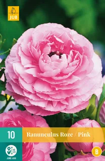 Ranunculus Roze 10st