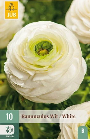 Ranunculus Wit - 10 bloembollen