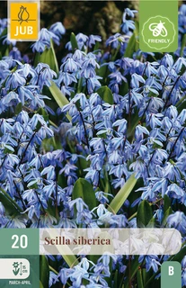 Scilla siberica - 20 bloembollen