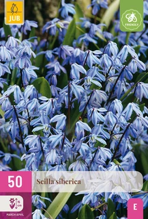 Scilla Siberica