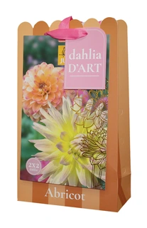 Tas Dahlia D'art Dahlia Abricot 4st