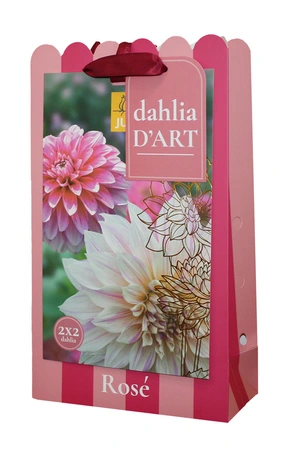 Tas Dahlia D'art Dahlia Rose 4st