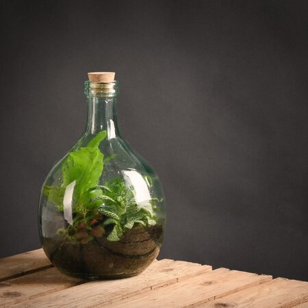 Terrarium fles 5 liter set - afbeelding 3