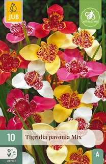 Tigridia Pavonia Mix 10st
