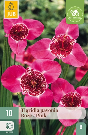 Tigridia Pavonia Roze 10st