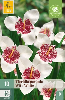 Tigridia Pavonia Wit 10st