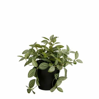 Tradescantia In Pot D16h16cm Groen