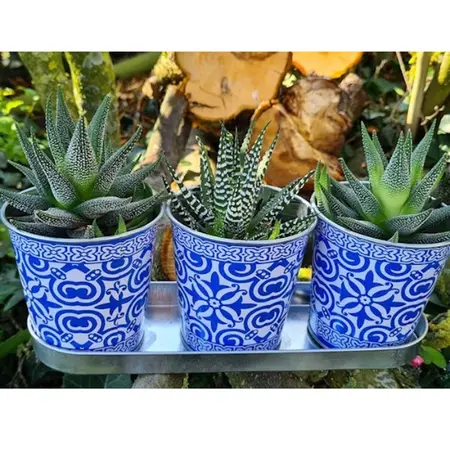 Trio Pot Madeira op Tray - Ø10 cm - Blauw Tegelmotief - afbeelding 2