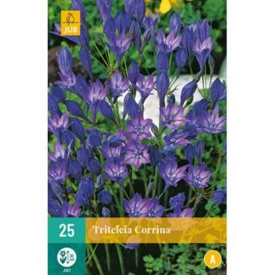 Triteleia Corrina - 25 bloembollen