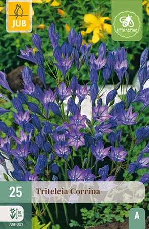 Triteleia Corrina 25st
