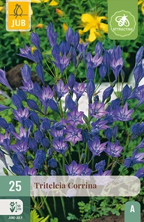 Triteleia Corrina 25st